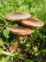 Volvopluteus gloiocephalus