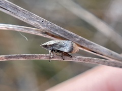 Lepyronia angulifera