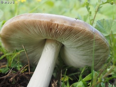 Volvopluteus gloiocephalus