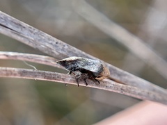 Lepyronia angulifera