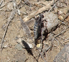 Midacritus wagenkechti