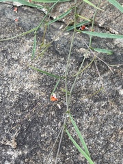 Microcharis galpinii