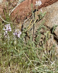 Astragalus andersonii