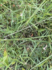 Microcharis galpinii