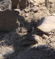 Scelorchilus albicollis