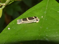 Antaeotricha renselariana