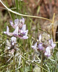 Astragalus andersonii