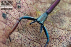 Mantisatta longicauda