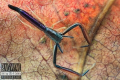 Mantisatta longicauda