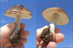 Volvopluteus gloiocephalus