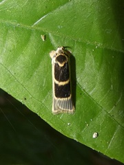 Antaeotricha renselariana