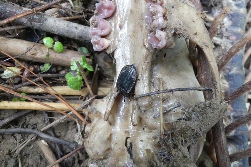 Carrion Beetle