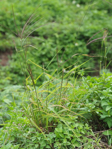 Image of Enteropogon dolichostachyus by no rights reserved