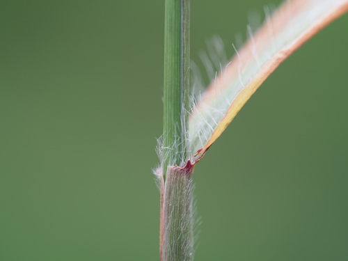 Image of Enteropogon dolichostachyus by no rights reserved