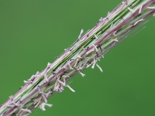 Longstalk umbrellagrass (Enteropogon dolichostachyus)