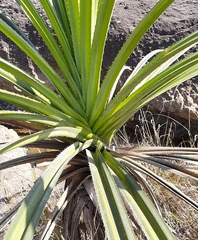 Pandanus odorifer
