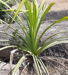 Pandanus odorifer