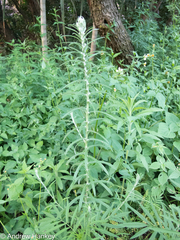 Pseudognaphalium oligandrum