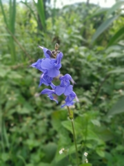 Salvia scutellarioides