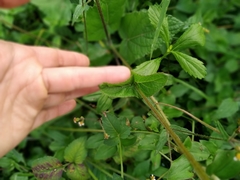 Salvia scutellarioides