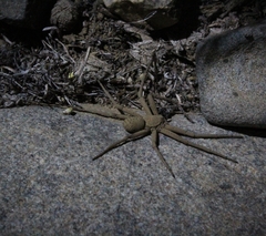 Sicarius thomisoides