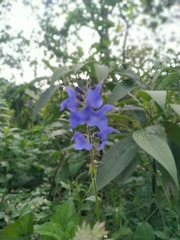 Salvia scutellarioides