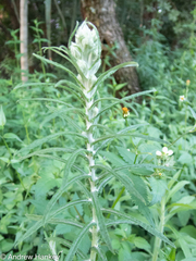 Pseudognaphalium oligandrum