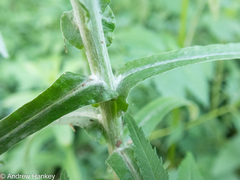 Pseudognaphalium oligandrum