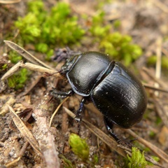 Anoplotrupes stercorosus