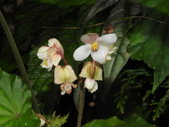 Begonia microcarpa