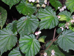 Begonia microcarpa