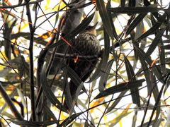 Syndactyla rufosuperciliata