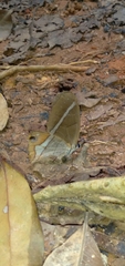 Pierella nereis