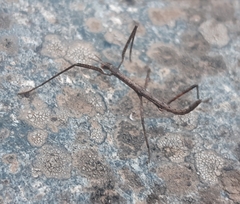 Minteronemia longitarsa
