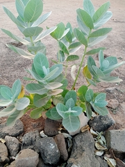 Calotropis procera