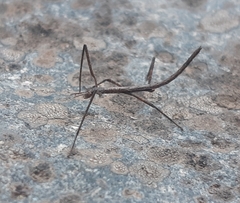 Minteronemia longitarsa