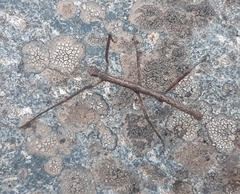 Minteronemia longitarsa
