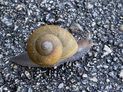 Cuban Brown Snail