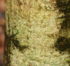 Nadvornikia sorediata