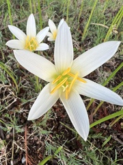 Zephyranthes mesochloa