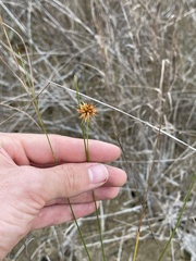 Rhynchospora tracyi image