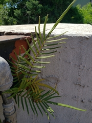 Pteris vittata