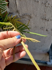Pteris vittata