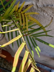 Pteris vittata