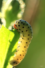 Tenthredo neobesa
