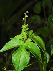 Astraea surinamensis