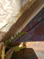 Pteris vittata
