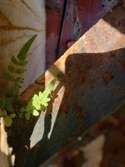 Pteris vittata