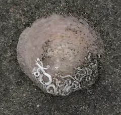 Isognomon isognomum