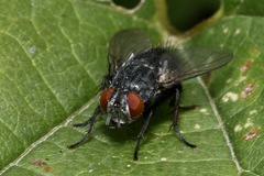 Epicampocera succincta